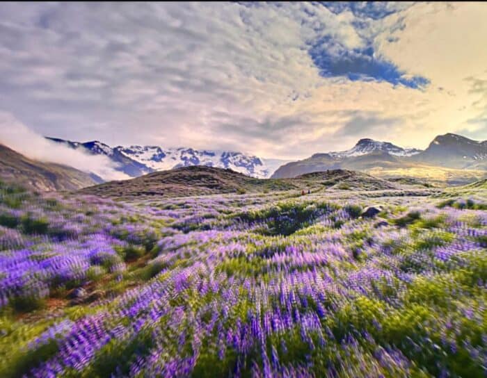 field with flowers in Iceland film Flyover Las Vegas 