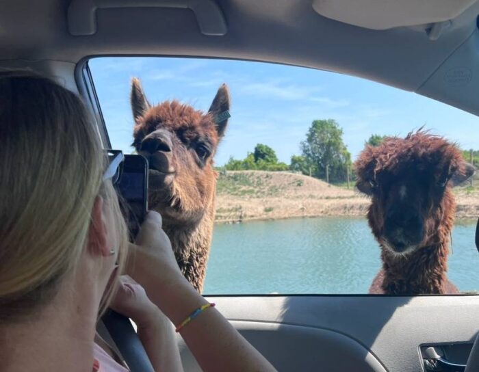 African Safari Animal Park