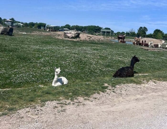 African Safari Animal Park