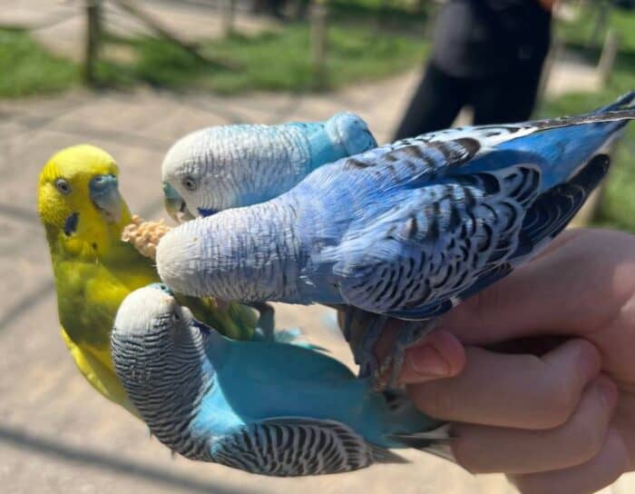 Budgie feed sticks at African Safari Animal Park