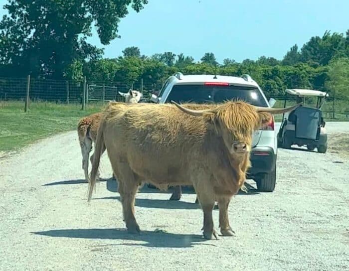 highland cow at African Safari Wildlife Park