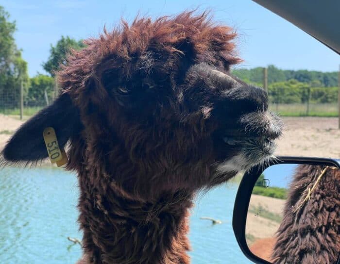 drive thru safari at African Safari Animal Park