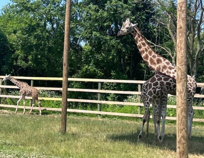 giraffes at African Safari Animal Park