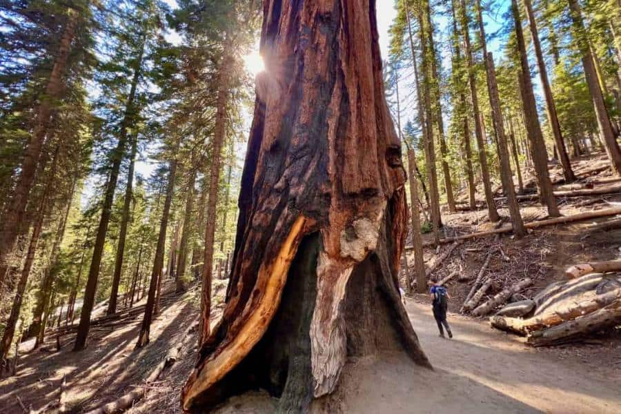 Guide for Visiting Mariposa Grove of Giant Sequoias in Yosemite National Park