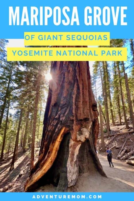 Guide for Visiting Mariposa Grove of Giant Sequoias in Yosemite National Park