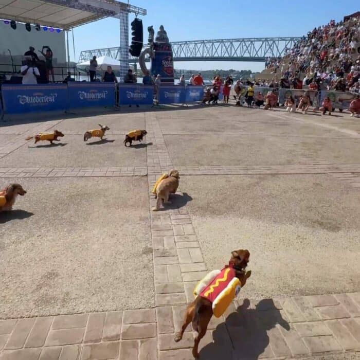 Running of the Wieners Oktoberfest Zinzinnati