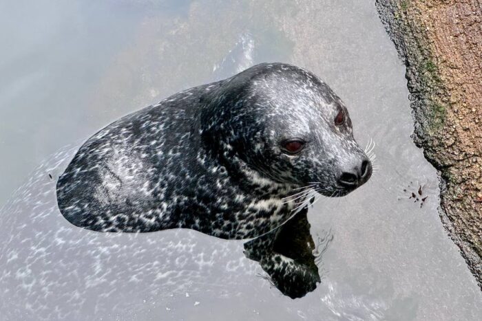 seal at Huntsman Marine Science Centre 