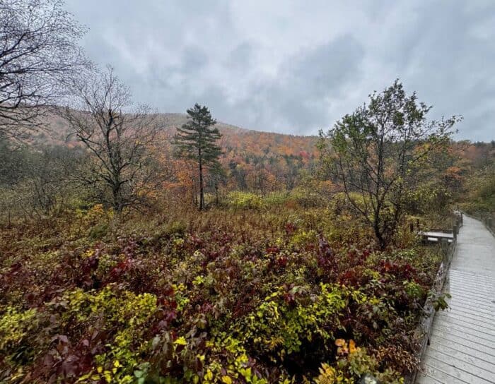 view from trail to Thundering Brook Falls in Vermont 