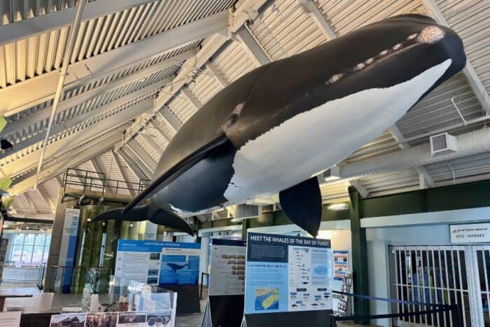 whale display at Huntsman Marine Science Centre 