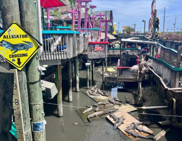 alligators at Fudpuckers