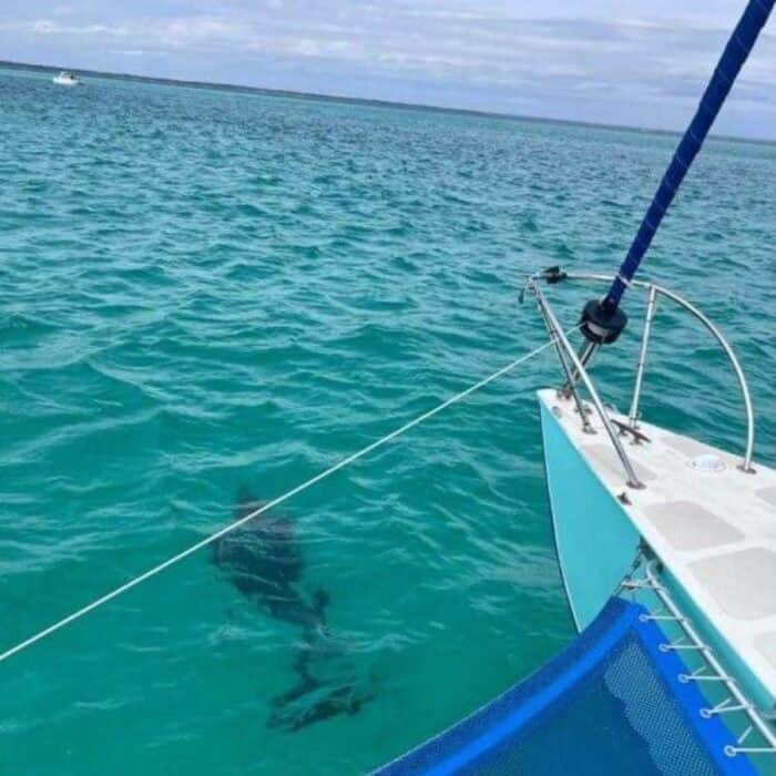 dolphin cruise in Destin