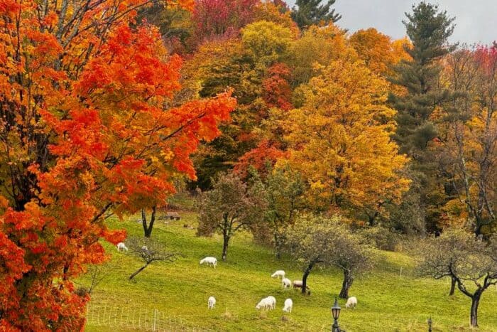 sheep at Trapp Family Lodge Stowe Vermont