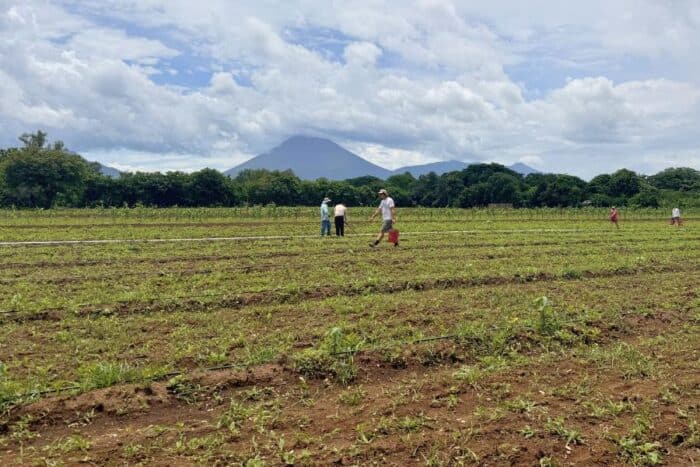 farm in Nicaragua 