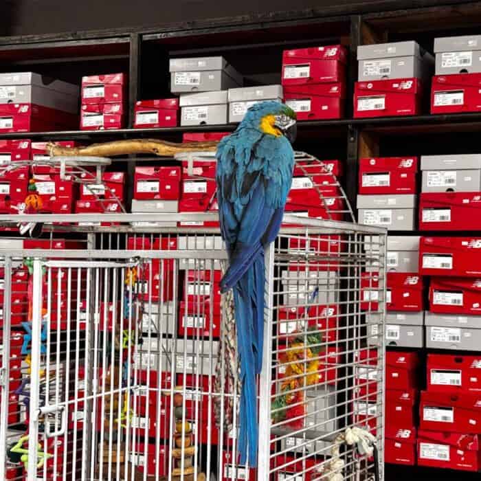 parrot at Stout's Footware