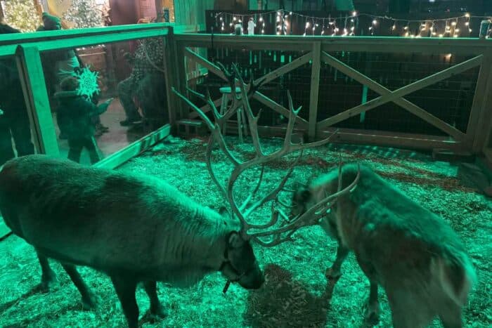 reindeer at Christmas at the Zoo at Indianapolis Zoo 