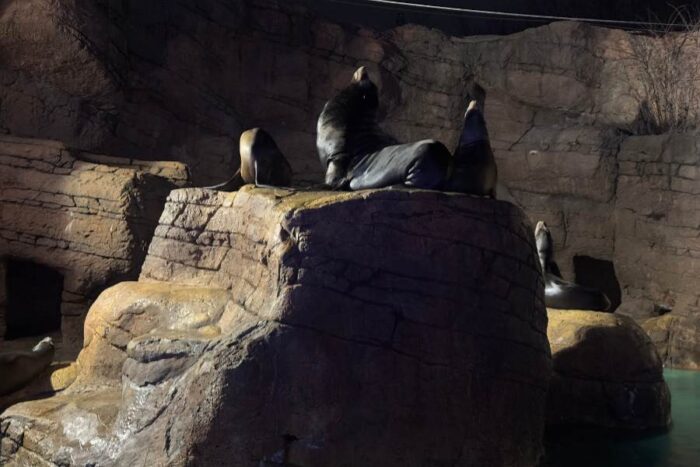 seals at Christmas at the Zoo at Indianapolis Zoo 