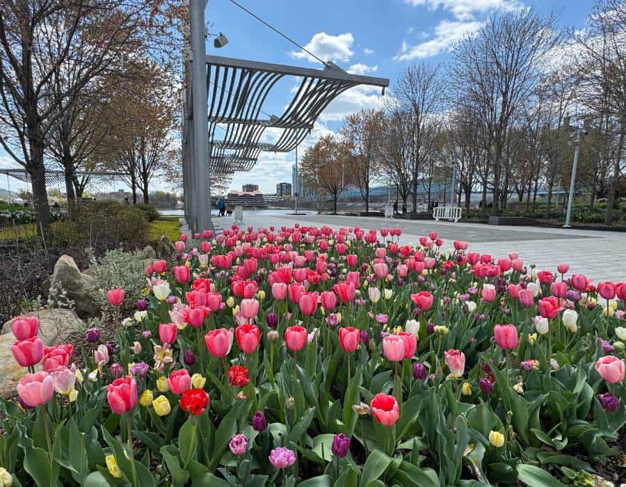 The Best Places to See Spring Flowers in Cincinnati