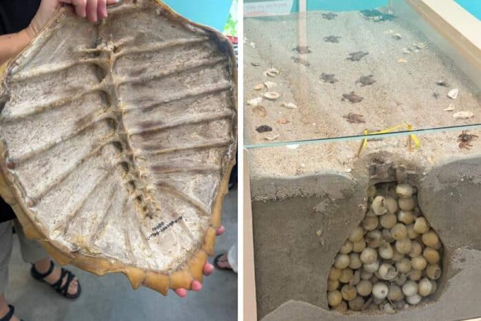 Karen Beasley Sea Turtle Rescue and Rehabilitation Center