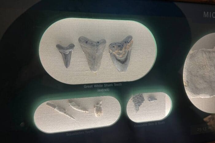 exhibit at Onslow County Museum Richlands NC