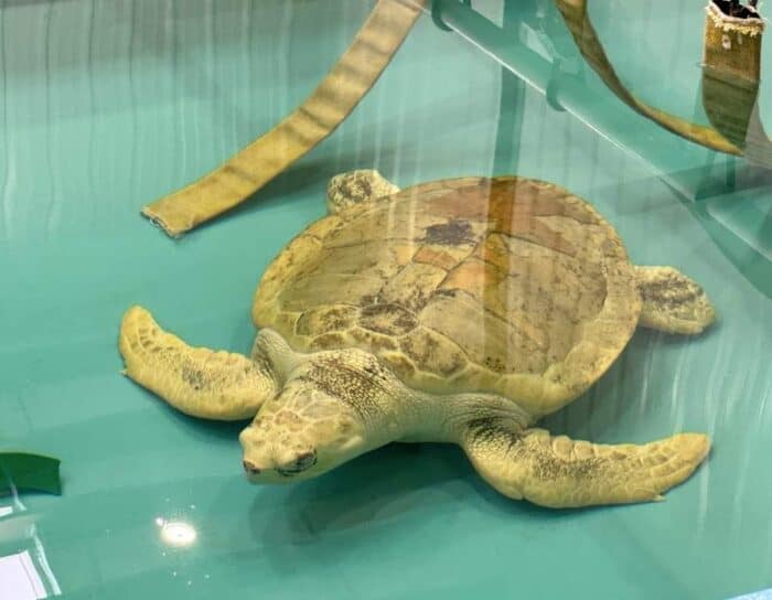 sea turtle at Karen Beasley Sea Turtle Rescue and Rehabilitation Center