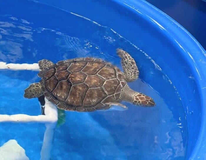 sea turtle at Karen Beasley Sea Turtle Rescue and Rehabilitation Center