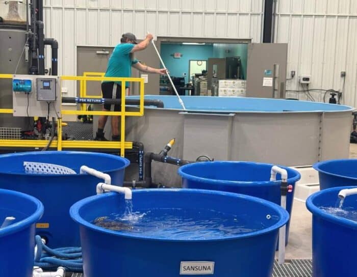 sea turtles at Karen Beasley Sea Turtle Rescue and Rehabilitation Center