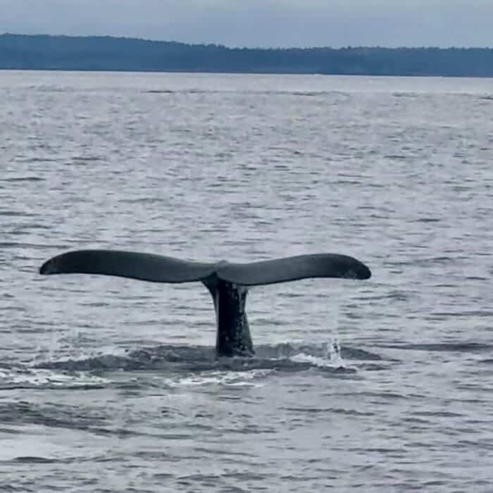 Whale-watching Tour with Quoddy Link Marine Whale and Wildlife Cruises 