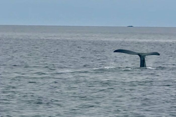  Whale-watching Tour with Quoddy Link Marine Whale and Wildlife Cruises