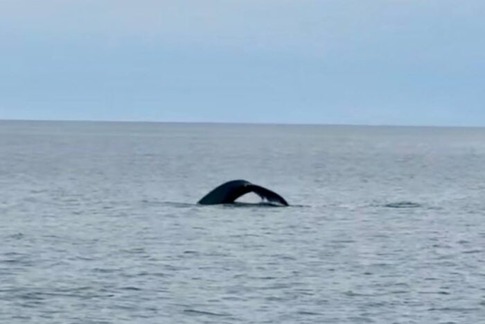 Whale-watching Tour with Quoddy Link Marine Whale and Wildlife Cruises