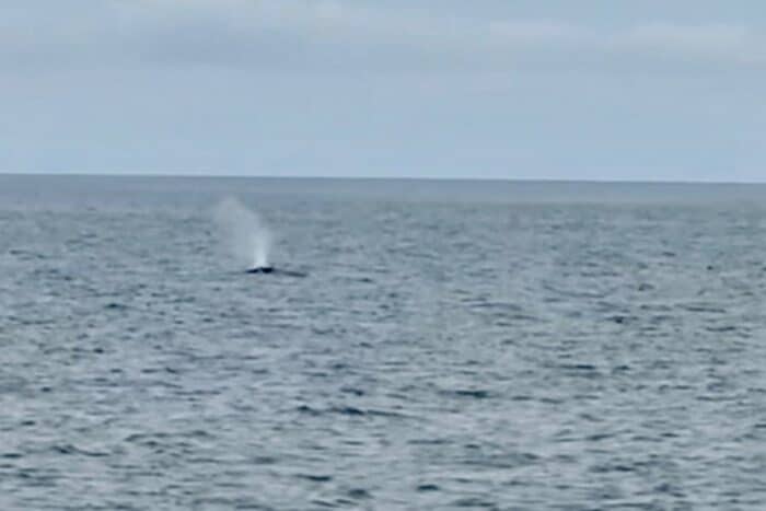Whale-watching Tour with Quoddy Link Marine Whale and Wildlife Cruises