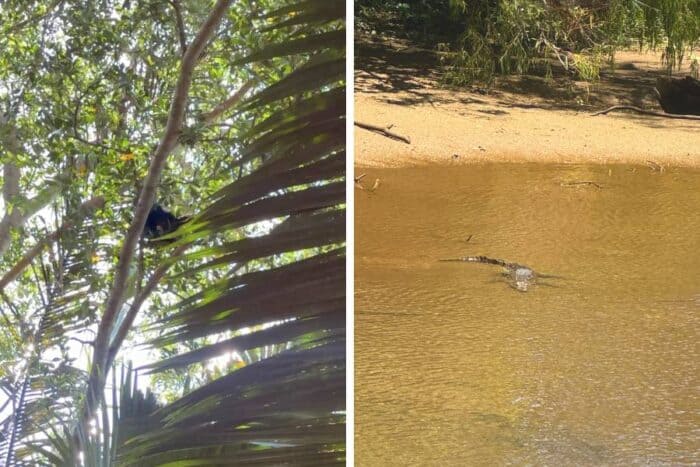 animals in the jungle in Belize along Monkey River