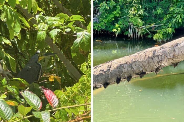 bird and bats Monkey River in Belize