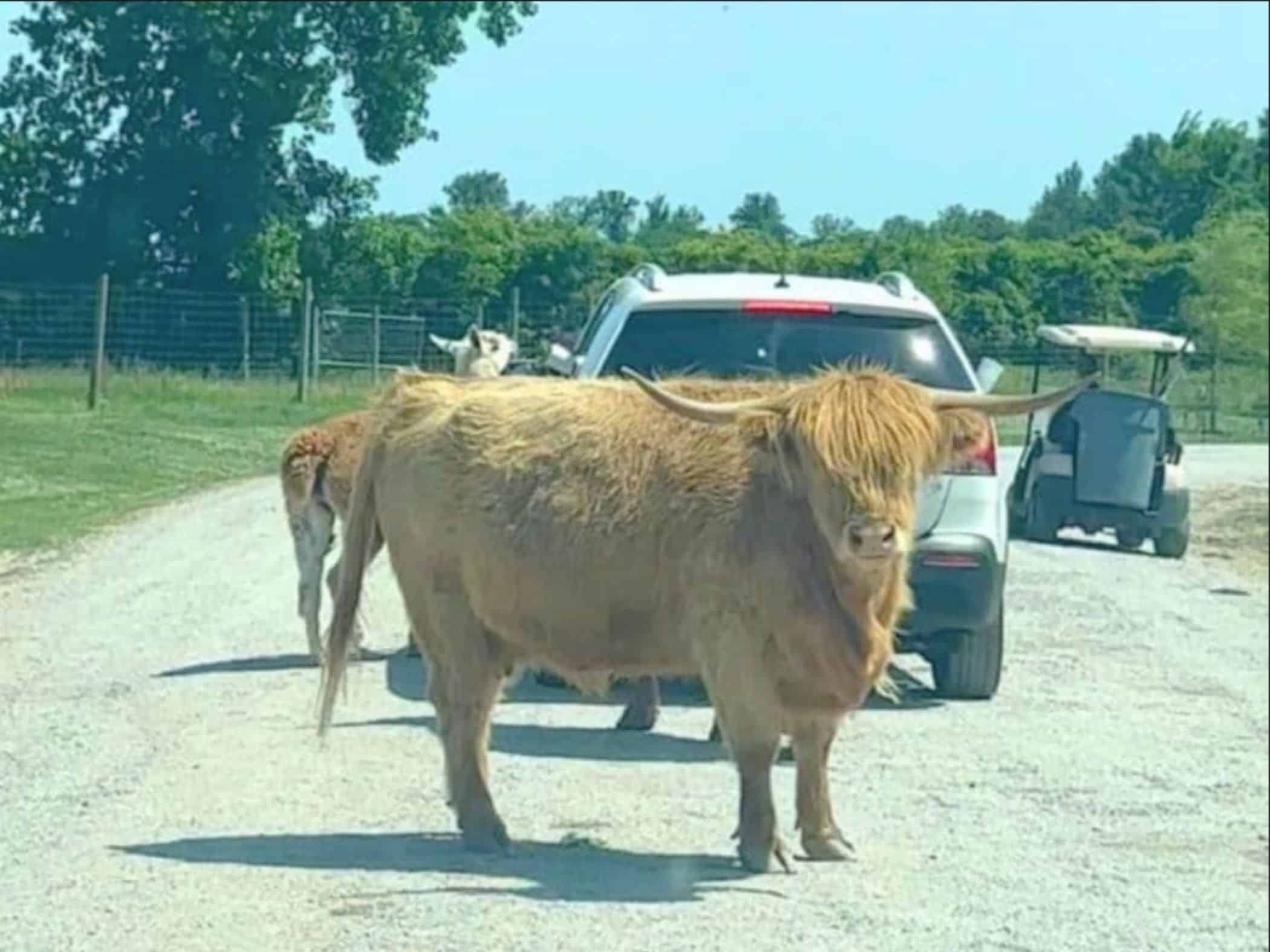 highland cow at African Safari Animal Park