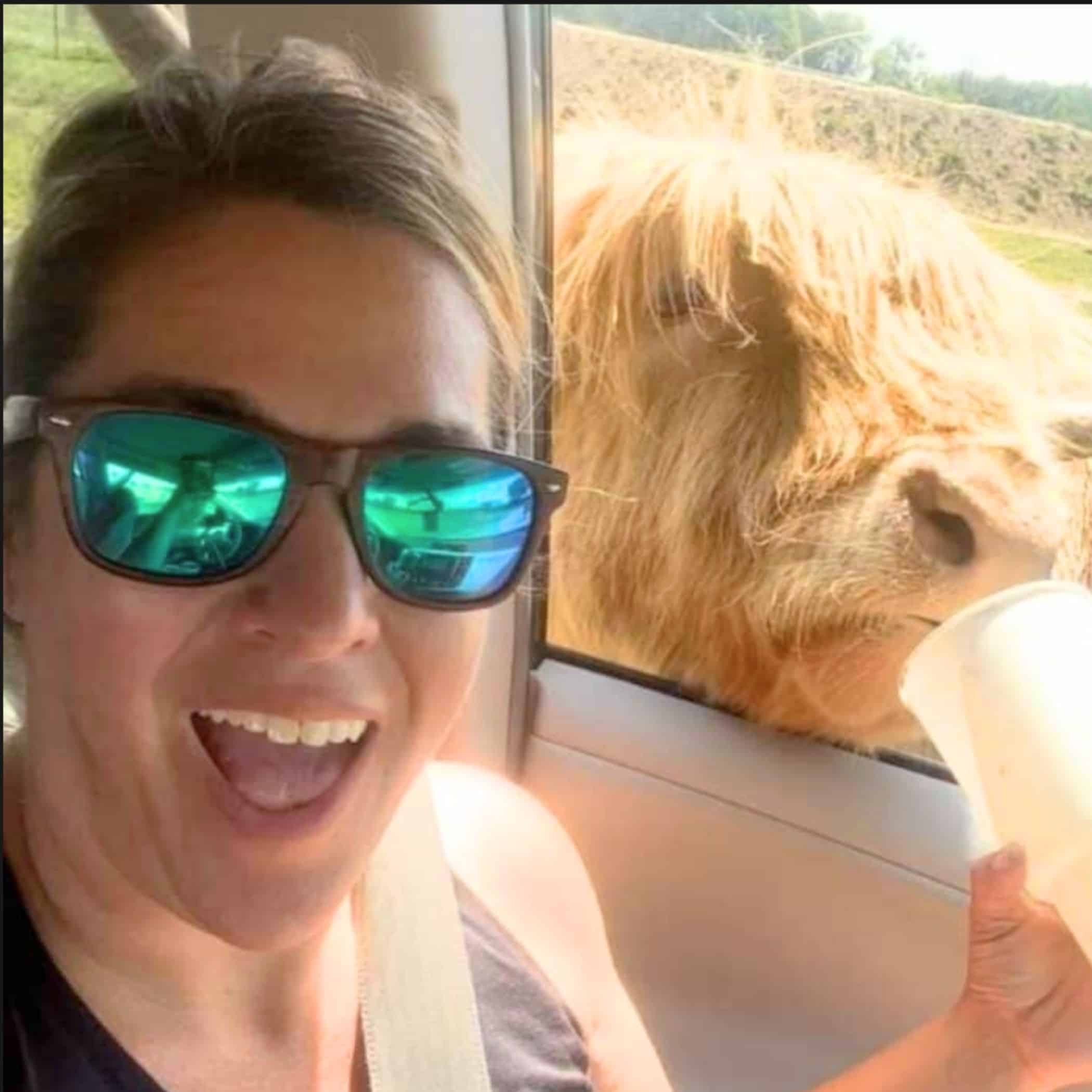 highland cow at African Safari Animal Park