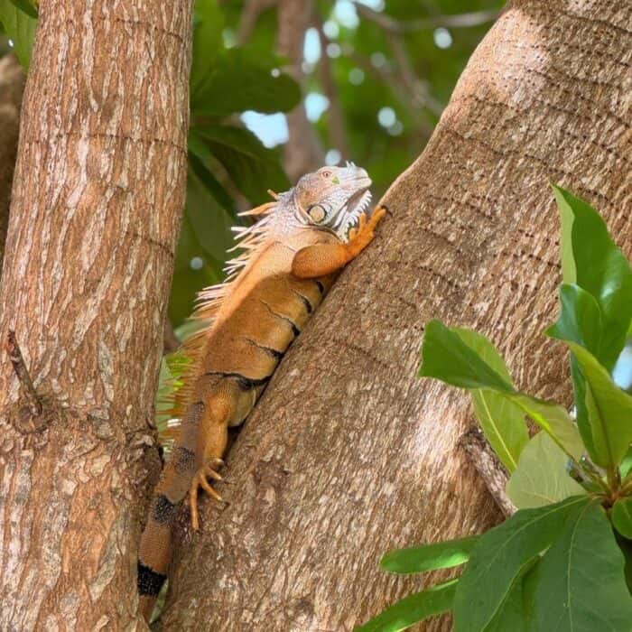 iguana Placencia Belize