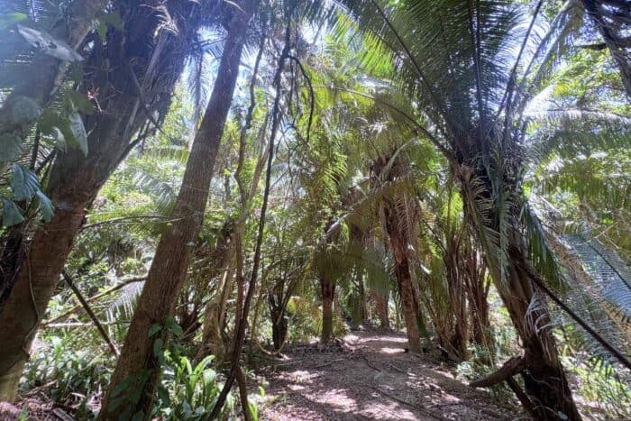 jungle in Belize along Monkey River