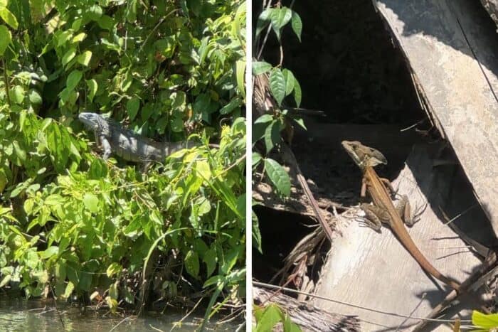 lizards in the jungle in Belize along Monkey River