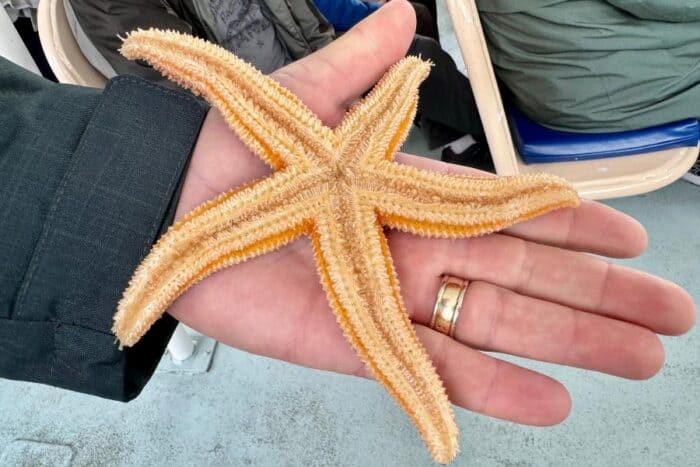 starfish on Whale-watching Tour with Quoddy Link Marine Whale and Wildlife Cruises
