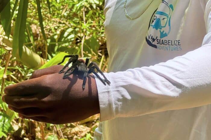 tarantula in Belize