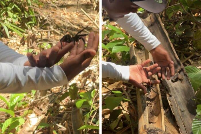tarantula in Belize