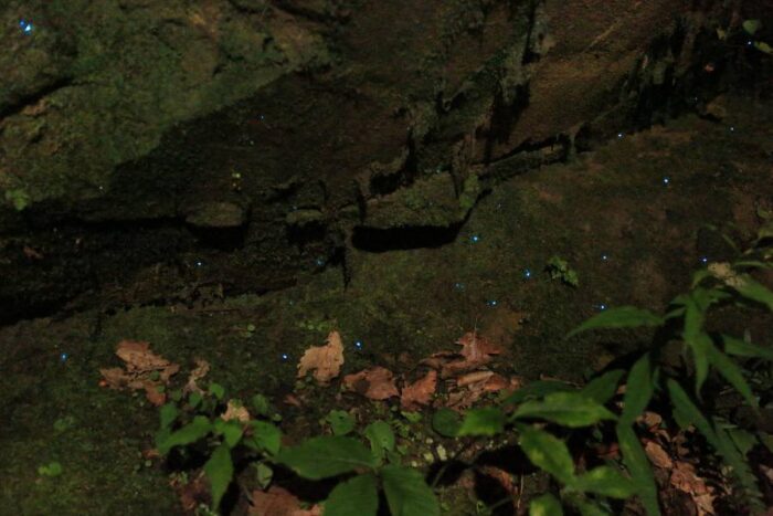 Foxfire bioluminescent fungi photo by credit Alan Cressler