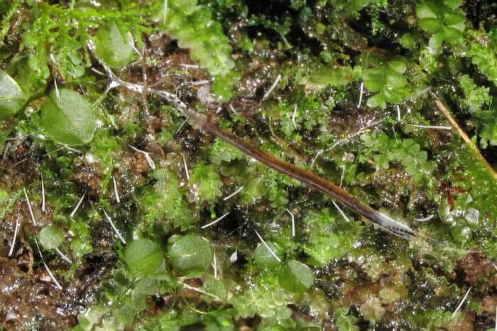 Foxfire bioluminescent fungi photo by credit Alan Cressler