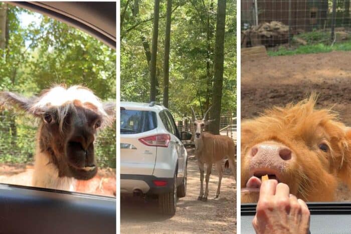 North Georgia Wildlife and Safari Park