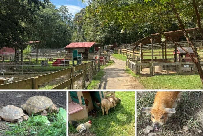 Petting zoo at North Georgia Wildlife and Safari Park