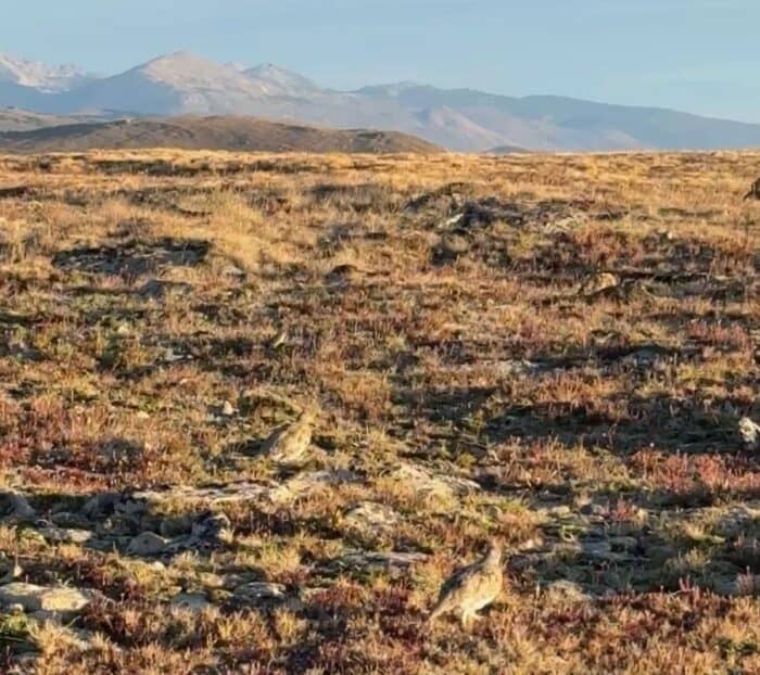 White-tailed ptarmigan Rocky Mountain National Park in Colorado
