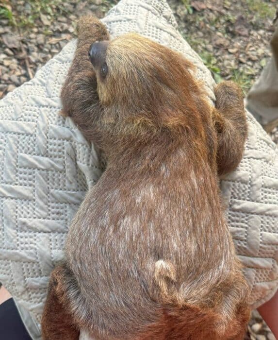 baby sloth at North Georgia Wildlife and Safari Park