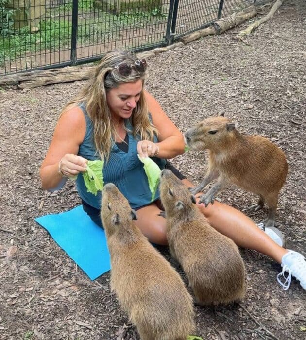 capybara encounter at North Georgia Wildlife and Safari Park