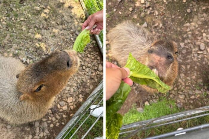 capybara feeding at North Georgia Wildlife and Safari Park