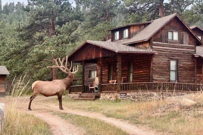 elk at Rocky Mountain National Park