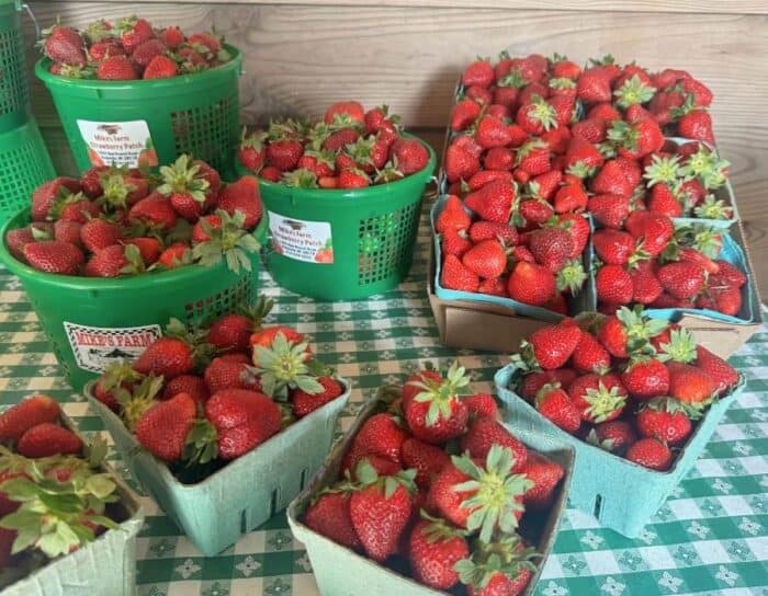 fresh strawberries at Mike's Farm
